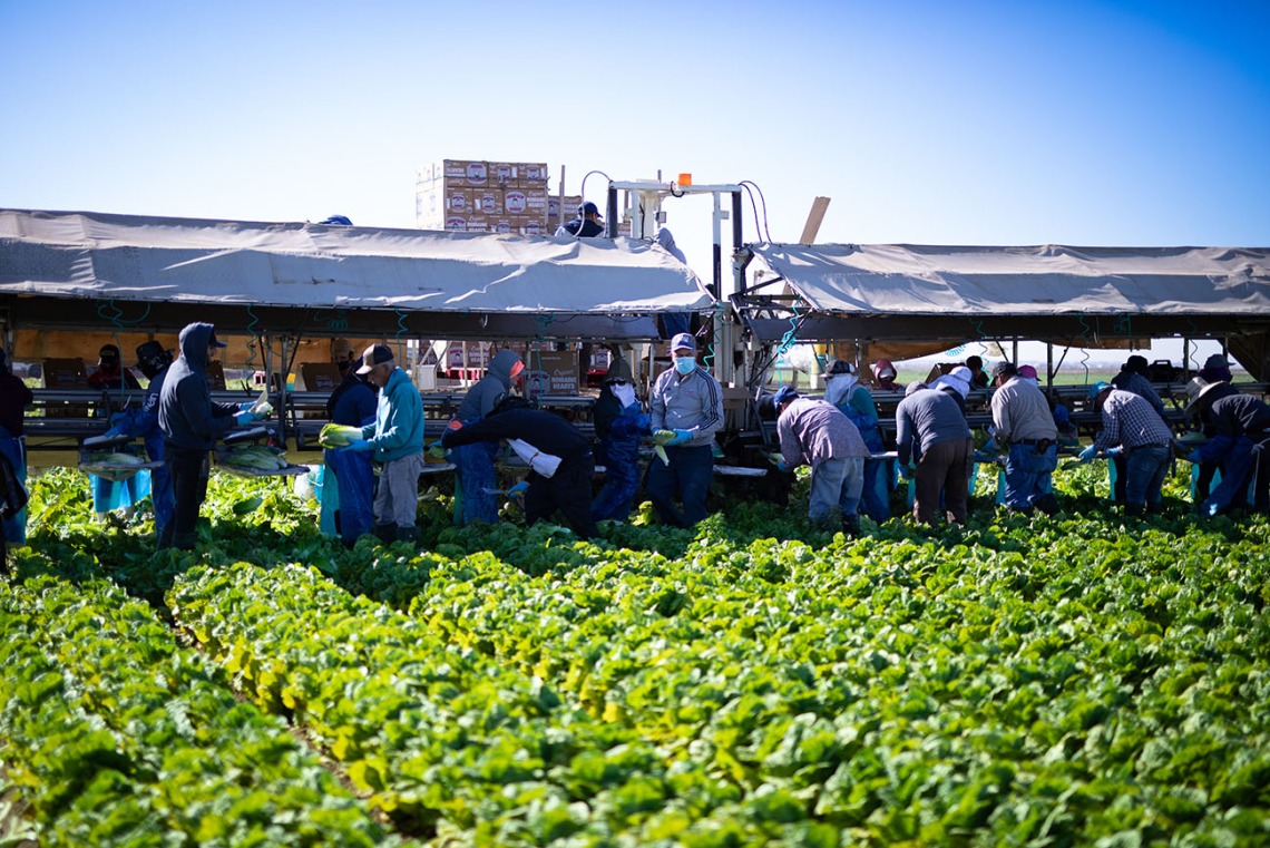 Through the Arizona Farmworker Enumeration Profiles Study, researchers at the University of Arizona Mel and Enid Zuckerman College of Public Health will produce current and credible counts of farmworkers and their household members in the state.